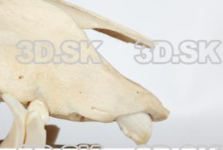 Skull Boar - Sus scrofa 0058